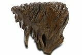 Fossil Woolly Mammoth Upper M Molar - Poland #337191-5